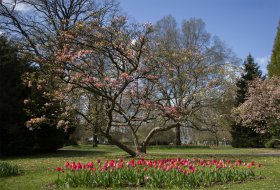 Phoca Thumb M Magnolienbluete Stadtpark Lahr 5526 2021